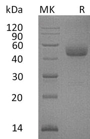 Recombinant Human ICOS (C-Fc)