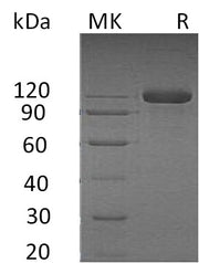 Recombinant Human SEMA4B (C-Fc-6His)