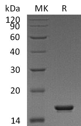Recombinant Human FKBP2 (C-6His)