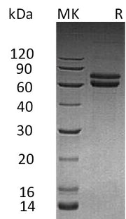 Recombinant Human JAM-B (C-Fc)