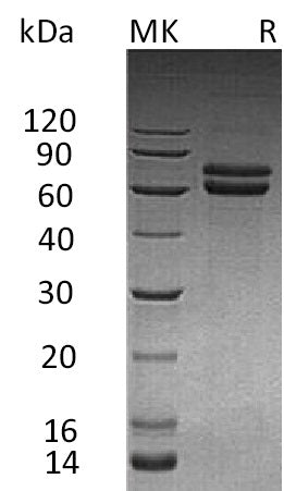 Recombinant Human JAM-B (C-Fc)