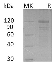 Recombinant Human FLT3 (C-Fc)
