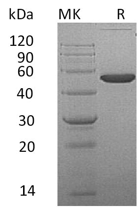 Recombinant Mouse EFNA4 (C-Fc)