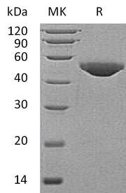 Recombinant Human B3GNT1 (C-6His)