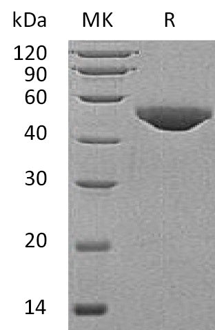 Recombinant Human B3GNT1 (C-6His)