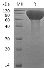 Recombinant Human FLRT3 (C-6His)