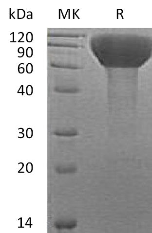 Recombinant Human FLRT3 (C-6His)