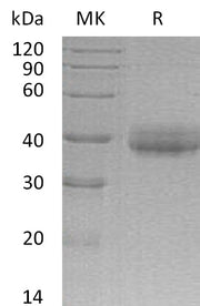 Recombinant Human CRELD2 (C-6His)