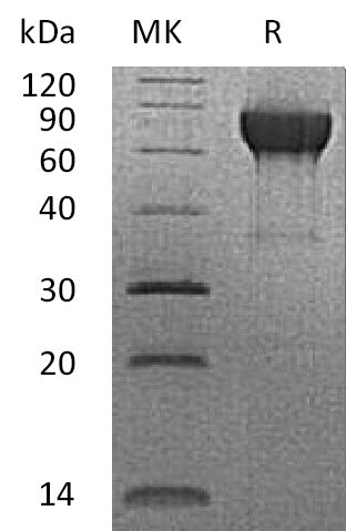 Recombinant Rhesus Macaque CD27 (C-Fc)