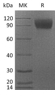 Recombinant Cynomolgus CSF1R (C-6His)