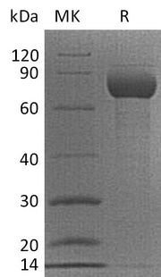 Recombinant Cynomolgus CD38 (C-Fc)