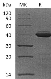 Recombinant Cynomolgus B2M (C-Fc)