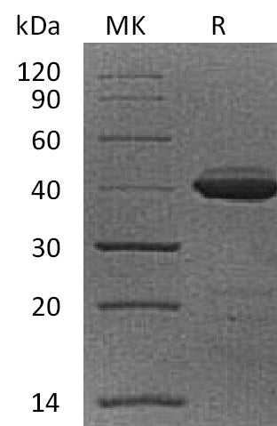 Recombinant Cynomolgus B2M (C-Fc)