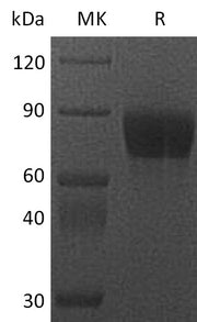 Recombinant Cynomolgus CSF1R (C-Fc)