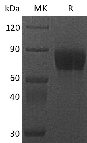 Recombinant Cynomolgus CSF1R (C-Fc)