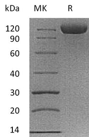 Recombinant Cynomolgus B7-H3 (C-Fc)