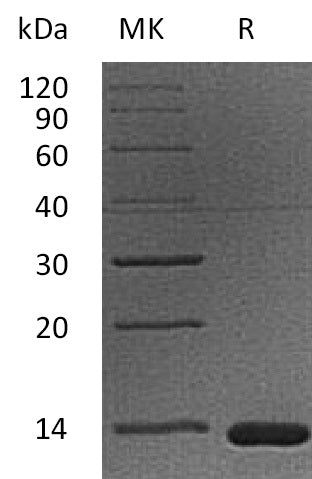Recombinant Cynomolgus B2M (C-6His)