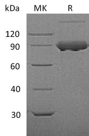 Recombinant Mouse TfR (N-8His)