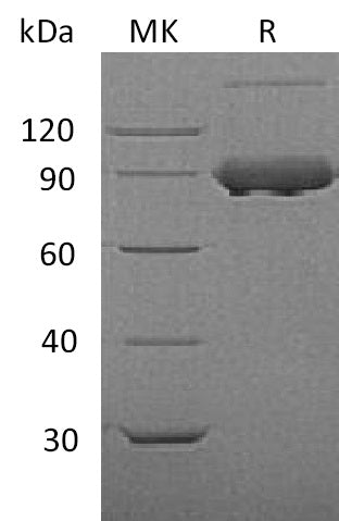 Recombinant Mouse TfR (N-8His)