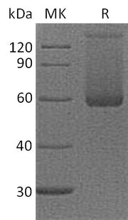 Recombinant Cynomolgus LAG-3 (N-8His)