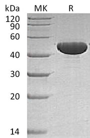 Recombinant Human ApoA4 (C-6His)