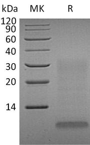 Recombinant Human INSL4 (C-6His)