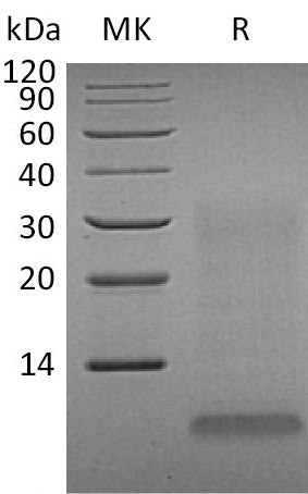 Recombinant Human INSL4 (C-6His)