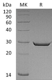 Recombinant Human HMGB2 (C-6His)