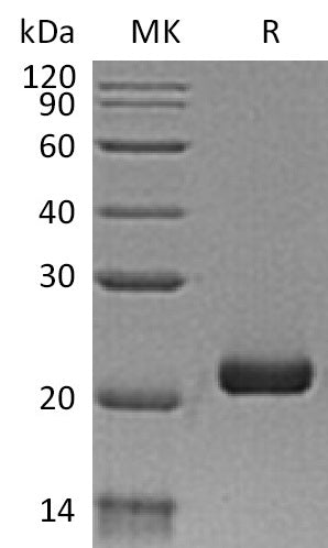 Recombinant Human IL-28B (C-6His)