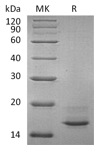 Recombinant Human CALCA (C-6His, Mammalian)