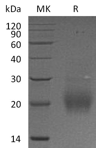 Recombinant Human FSHB (C-6His)