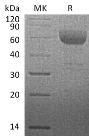 Recombinant Rhesus Macaque HVEM (C-Fc)
