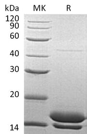 Recombinant Human Elafin (C-6His)