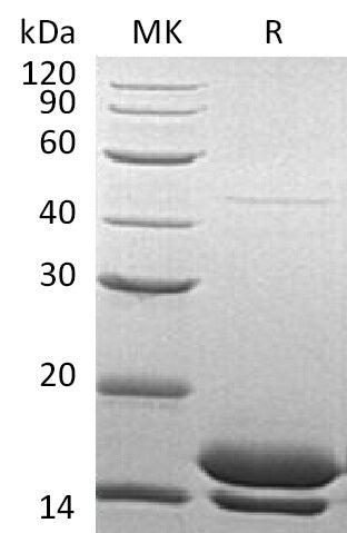Recombinant Human Elafin (C-6His)