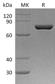 Recombinant Human PDIA4 (C-6His)