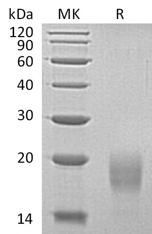 Recombinant Human ACVR1B (C-6His)