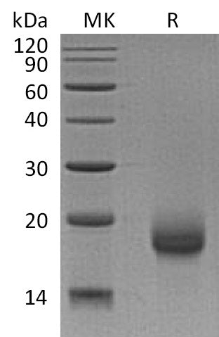 Recombinant Human LY6H (C-6His)