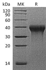 Recombinant Rhesus Macaque CD27 (C-6His)