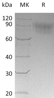 Recombinant Cynomolgus Siglec-5 (C-6His)