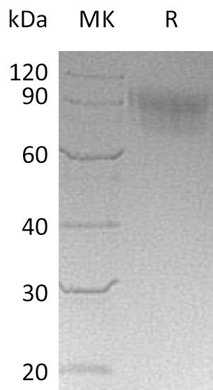 Recombinant Cynomolgus Siglec-5 (C-6His)