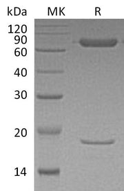 Biotinylated Human PCSK9 (C-Avi)