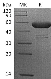 Recombinant Cynomolgus CTLA-4 (C-Fc)