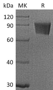 Recombinant Rhesus Macaque B7-H4 (C-Fc)