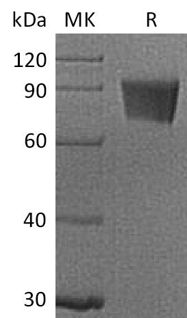 Recombinant Rhesus Macaque B7-H4 (C-Fc)