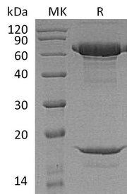 Recombinant Macaca nemestrina PCSK9 (C-6His)
