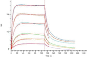 Recombinant Human PCSK9 (C-6His)