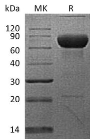 Recombinant Cynomolgus PD-L2 (C-Fc)