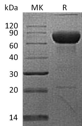 Recombinant Cynomolgus PD-L2 (C-Fc)