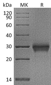 Recombinant Cynomolgus CD40 (C-6His)