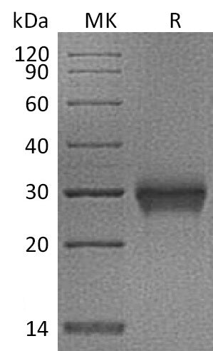 Recombinant Cynomolgus CD40 (C-6His)